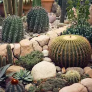 Actes I Activitats: Xiv Trobada De Tardor De Cactus I Suculentes