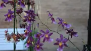 Actes I Activitats: Orquídies A La Tardor