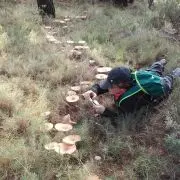 Identifica I Recol·lecta Bolets I Fongs De Temporada. Tot El Que Cal Saber.