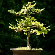Iniciació A L’art Del Bonsai
