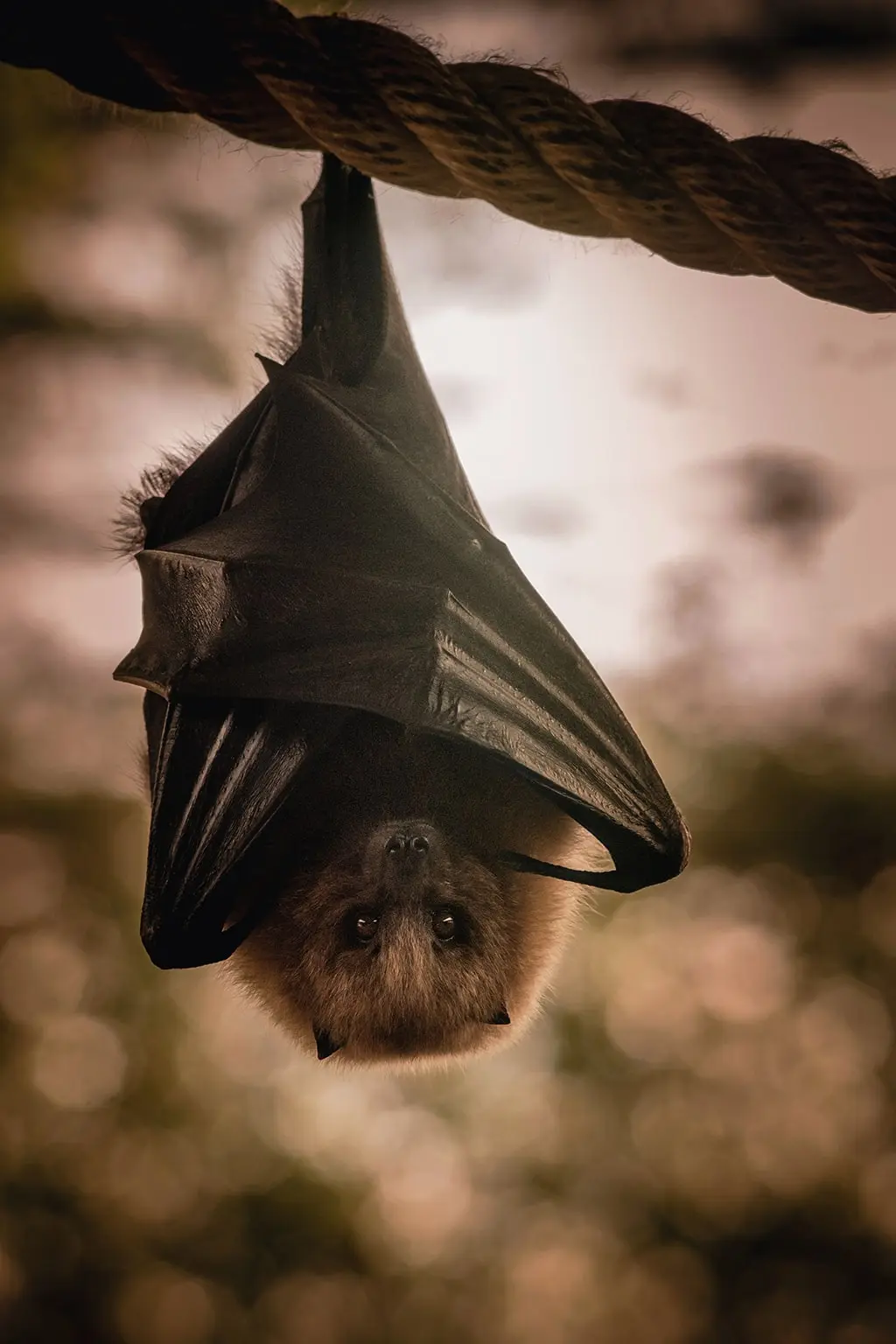 Bat Night