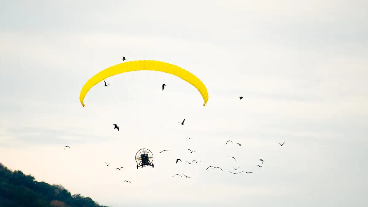 BIOPARC Valencia strengthens its participation to "save" an extinct bird in Europe and guide the flock with an ultralight aircraft during its migration