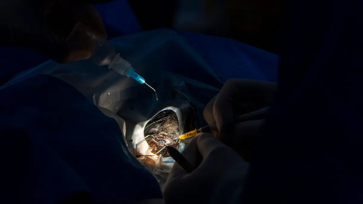 BIOPARC Valencia and CEU UCH successfully and pioneeringly perform surgery to restore sight to a critically endangered lemur