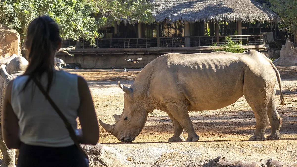 One of the rhinos at BIOPARC Valencia dies