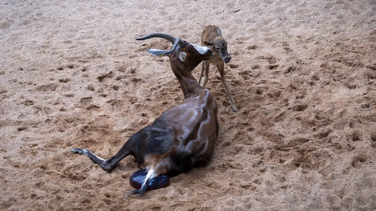 Visitors to BIOPARC Valencia record "live" and experience the birth of a unique antelope