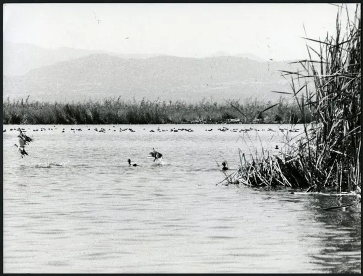 L’Albufera