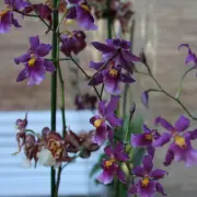 Actos Y Actividades: Orquídias En Otoño