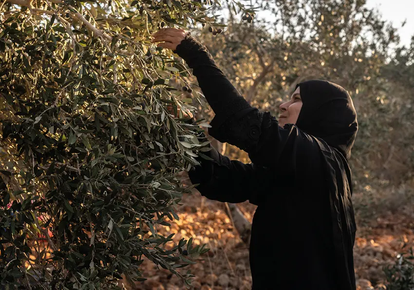 Inauguració de l'exposició 'Naixen oliveres a Gaza'