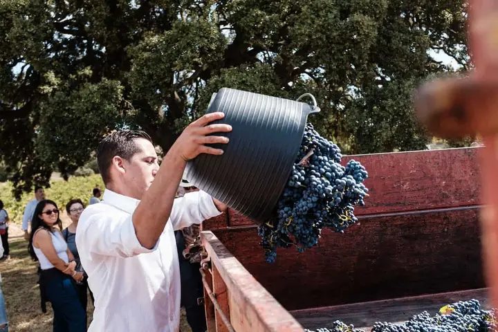 Vendimia y pisada de uvas en Vera de Estenas